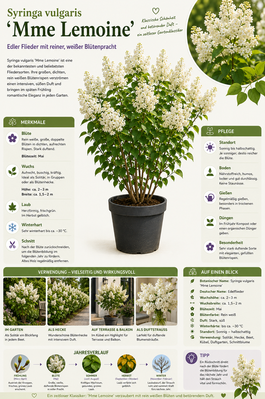 Syringa vulgaris Mme Lemoine Flieder Weißer Edel-Flieder ca. 100 cm Duftflieder Gartenpflanze