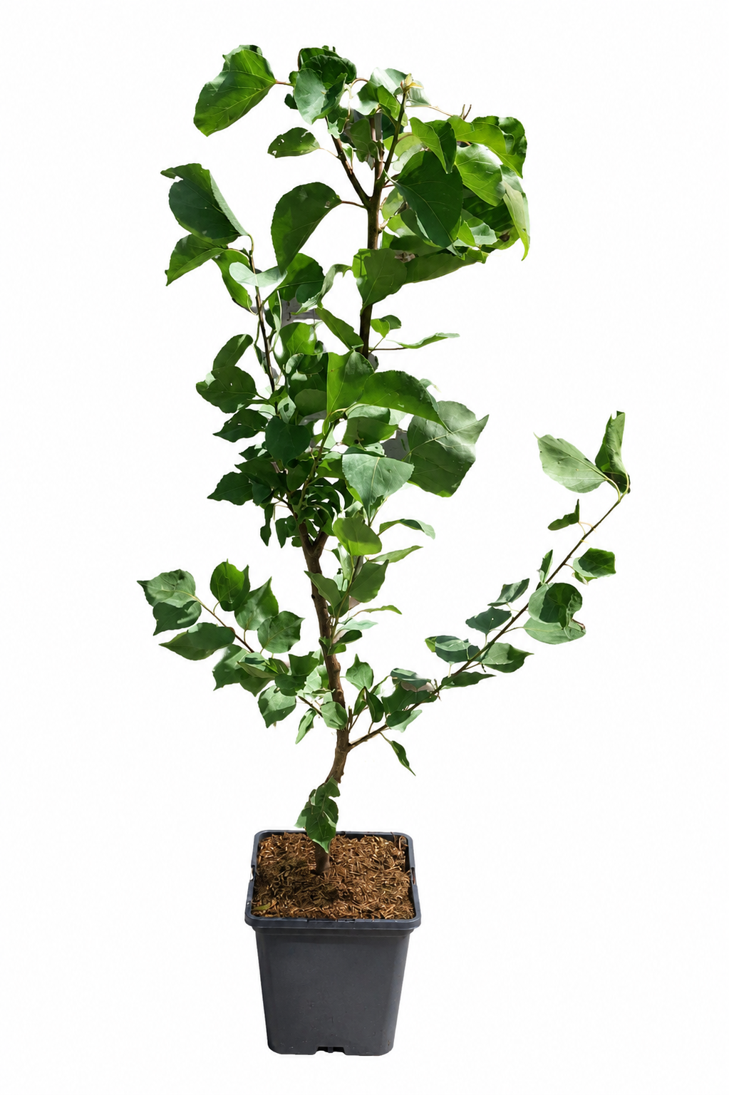 Aprikosenbaum „Prunus armeniaca“ 100–120 cm – Obstbaum für Garten & Kübel | Aprikose kaufen