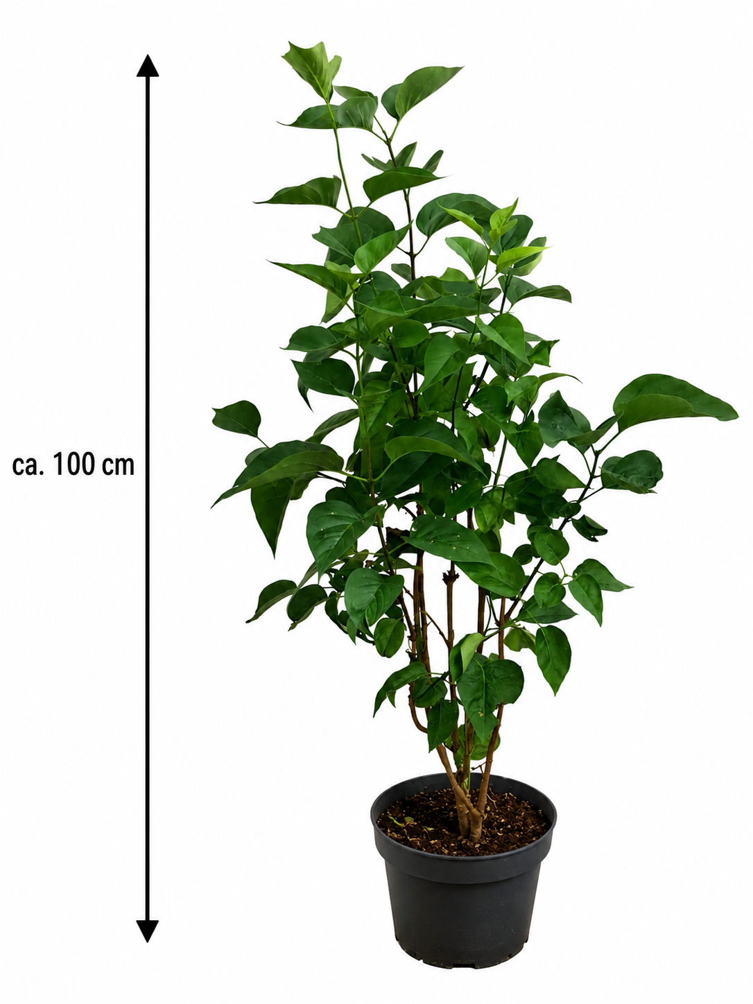 Syringa vulgaris Mme Lemoine Flieder Weißer Edel-Flieder ca. 100 cm Duftflieder Gartenpflanze