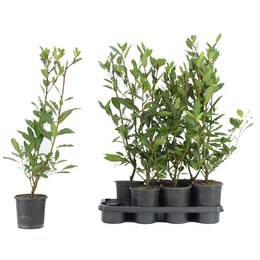 Echter Gewürzlorbeer (Laurus nobilis) – winterhart bis -10 °C, 100–120 cm inkl. Topf – aromatischer Lorbeerbaum für Garten & Küche