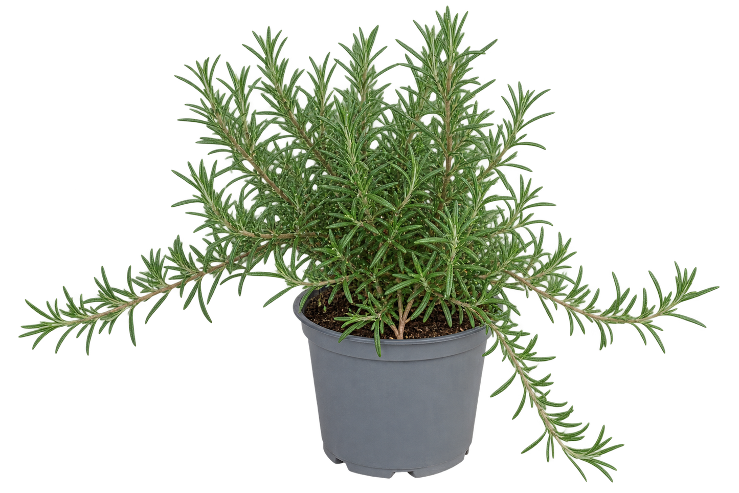 Hängender Rosmarin Prostratus im 12 cm Topf – Kriechrosmarin winterhart immergrün aromatisch für Balkon Garten und Küche