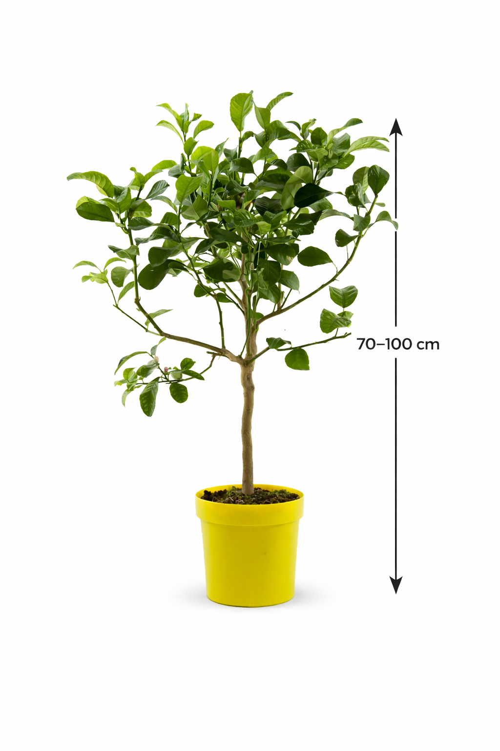 Citrus medica Zedratzitrone 70-100 cm Stämmchen – Echte Zitronatzitron –  Blumen-Senf®
