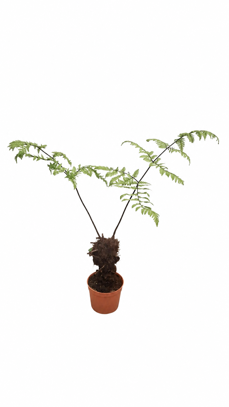 Polystichum rufopaleaceum 40–50 cm – Rotstieliger Schildfarn, winterharter Gartenfarn für Schatten & Kübel