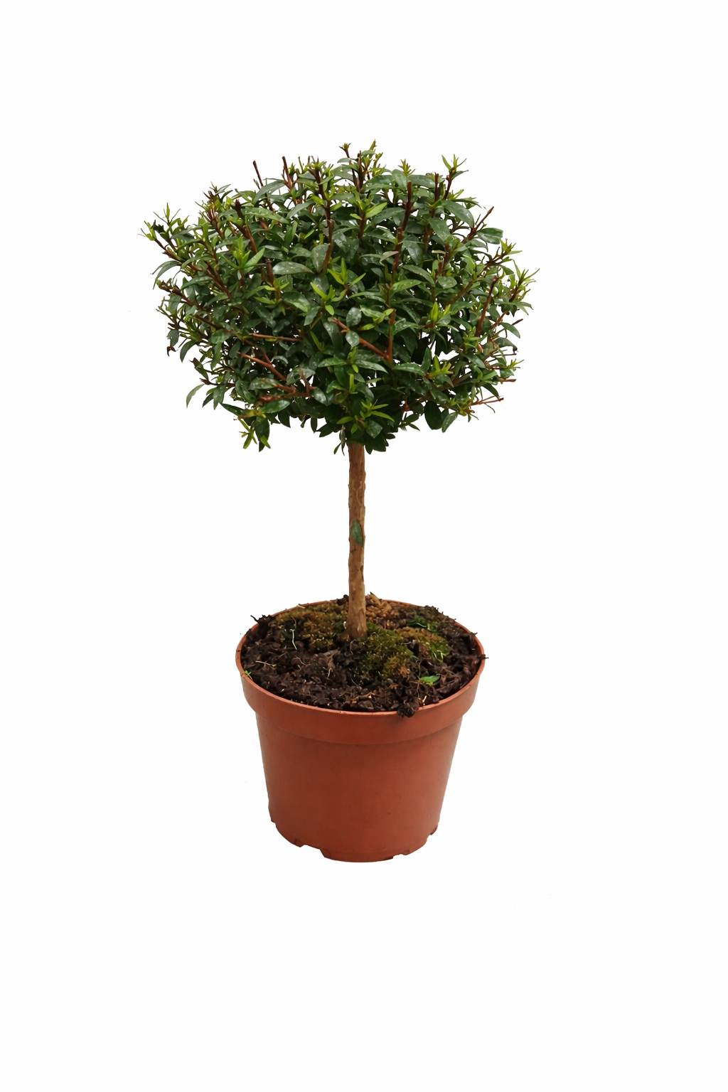 myrte pflege zimmerpflanze Brautmyrte Stämmchen ca. 50 cm – Echte Myrte (Myrtus communis) – Immer –  Blumen-Senf®