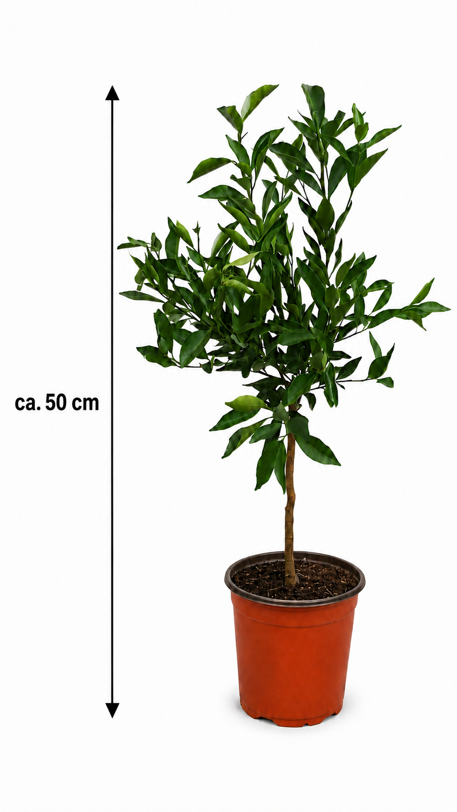 Yuzu-Zitrone als Stämmchen ca. 50 cm – Citrus × junos, Japanische Zitrone & aromatischer Zitrusbaum für Balkon und Terrasse