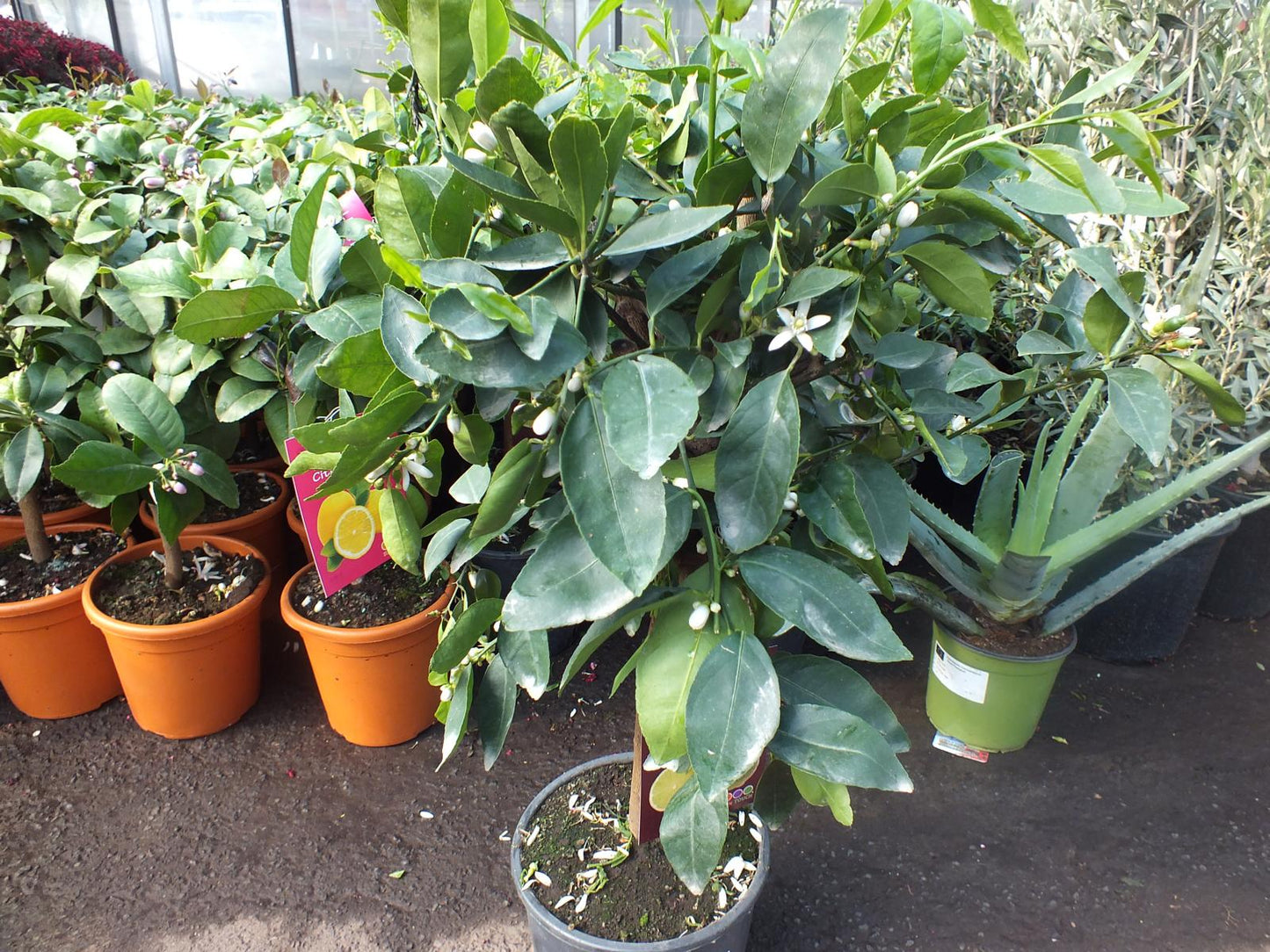 Limettenbaum - Lima Verde, Caipirinha Limette