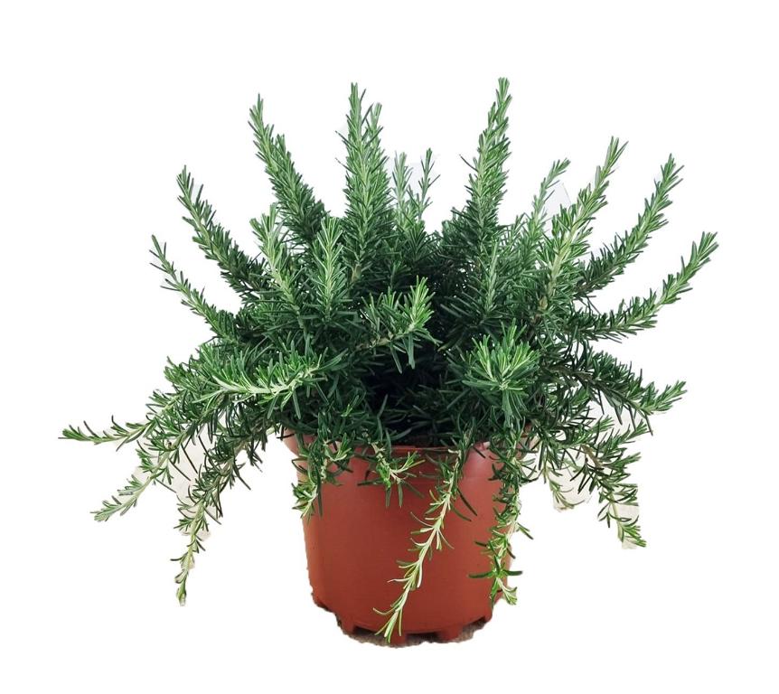 Hängender Rosmarin Prostratus winterhart Kriechrosmarin 3L Topf immergrün  aromatische Kräuterpflanze pflegeleicht
