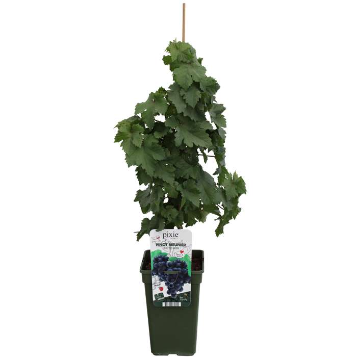 Vitis Pixie ‚Pinot Noir‘ – Zwerg-Weinrebe | Mini-Weinstock 50–70 cm, robuste Balkon- & Gartenpflanze