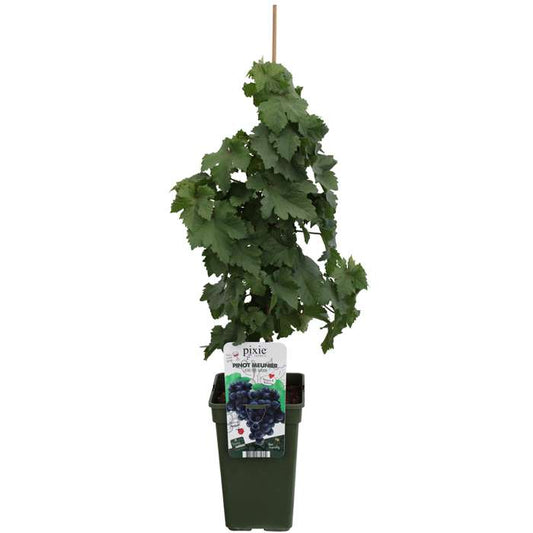 Vitis Pixie ‚Pinot Noir‘ – Zwerg-Weinrebe | Mini-Weinstock 50–70 cm, robuste Balkon- & Gartenpflanze
