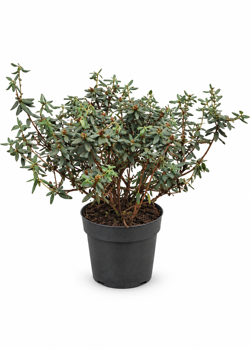 Zwerg-Rhododendron ‘Ramapo’ ca. 40 cm – Rhododendron impeditum, winterharter Alpenrosenstrauch mit violetten Blüten