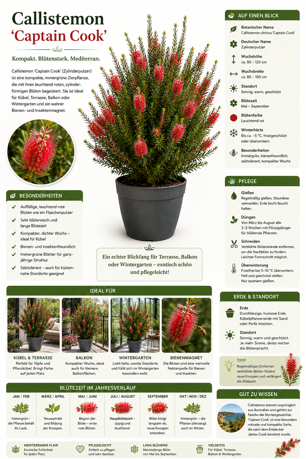 Callistemon Captain Cook 80-100 cm – Zylinderputzer Pfeifenputzerstrauch Australischer Flaschenbürstenstrauch