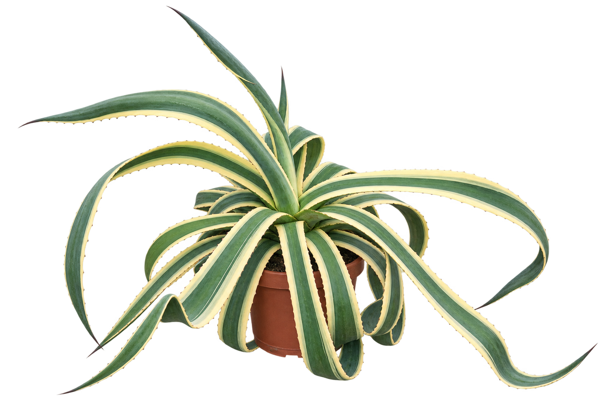 Agave americana Variegata 50–60 cm – Buntblättrige Amerikanische Agave – robuste Sukkulente für Garten, Terrasse & Kübel