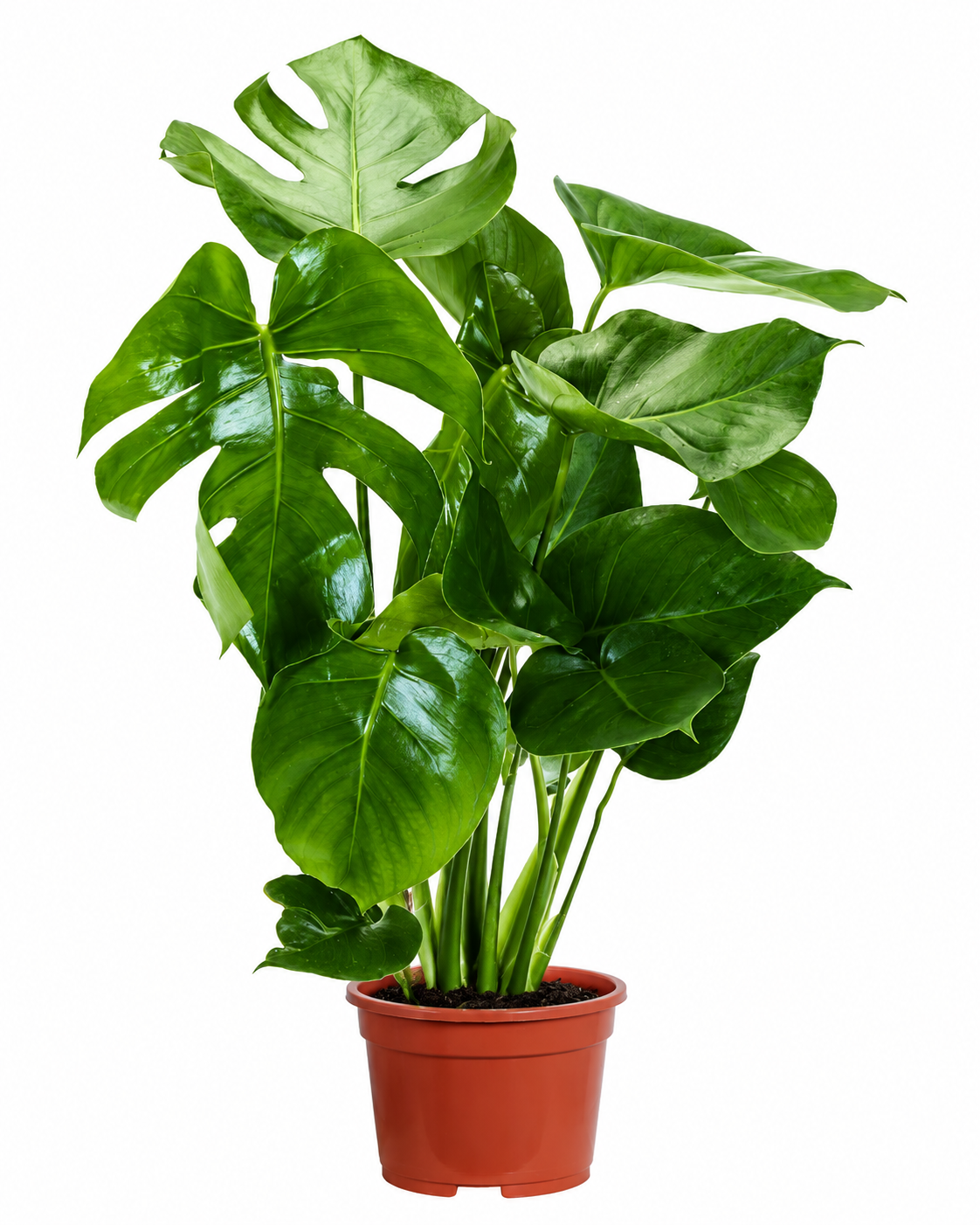 Monstera delicosa 50 cm Köstliches Fensterblatt