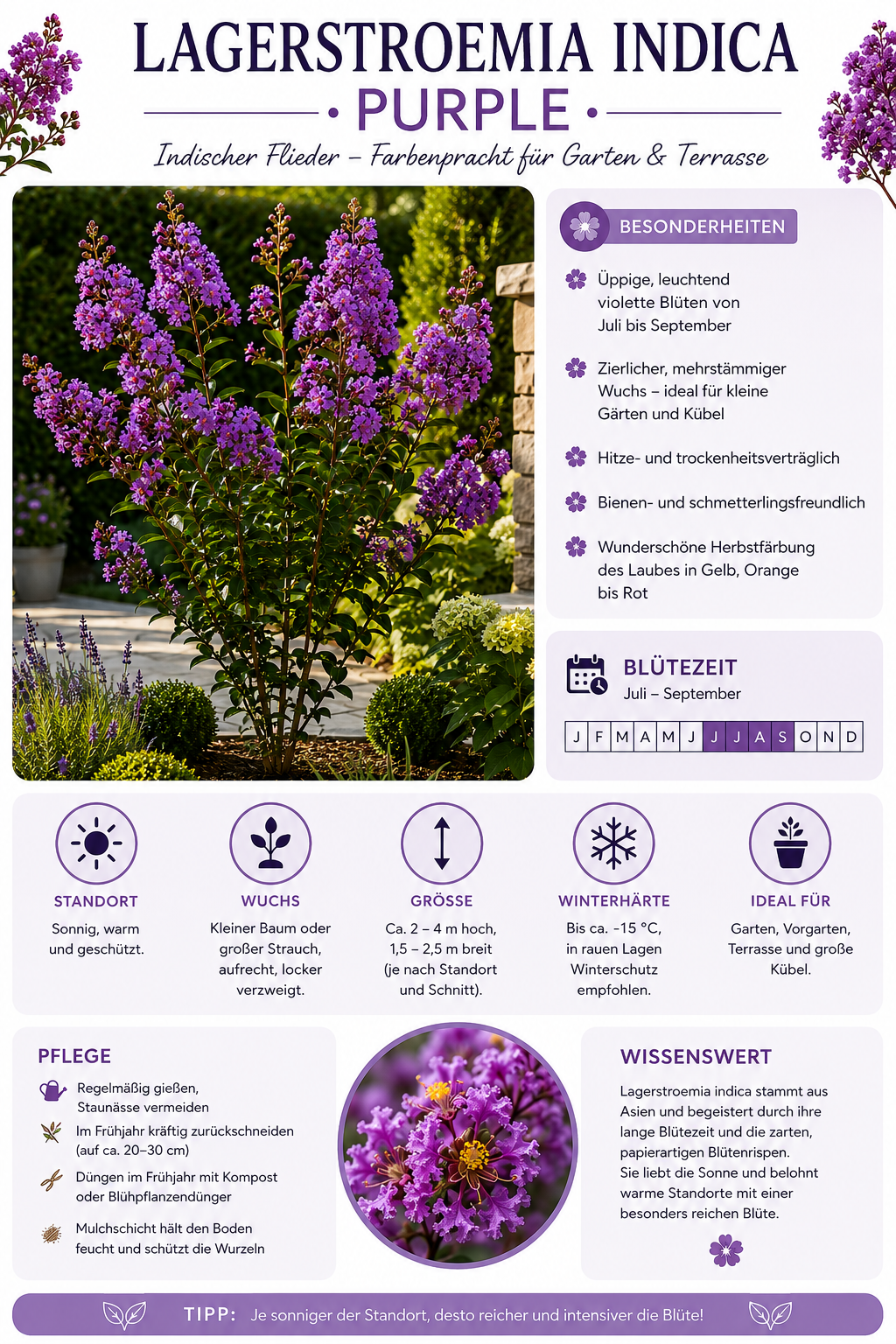 Lagerstroemia indica Purple 40–60 cm – Violette Kreppmyrte im 2,5-Liter-Topf – Flieder des Südens für Garten und Kübel