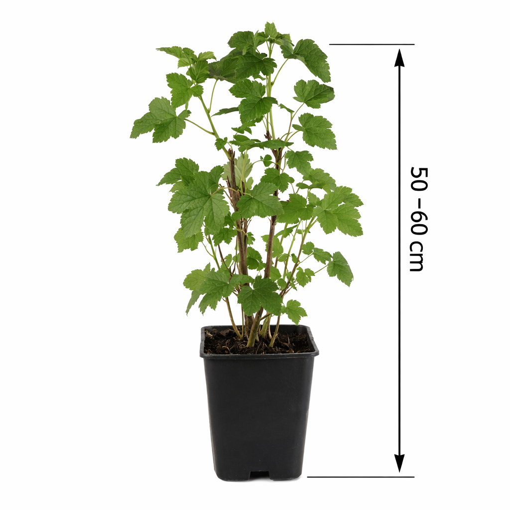 Černý rybíz - Ribes nigrum - Ben Nevis 60 - 70 cm - velkoplodý, rob