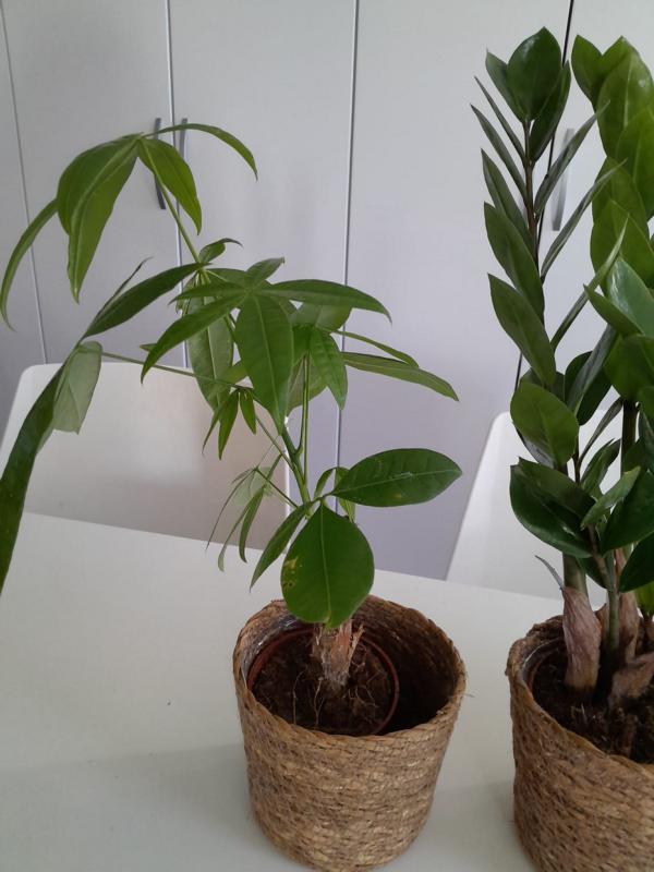 Zamioculcas, Pachira & Bergpalme ca. 40 cm Höhe Korbübertopf Set – Pflegeleichte Zimmerpflanzen für Ihr Zuhause