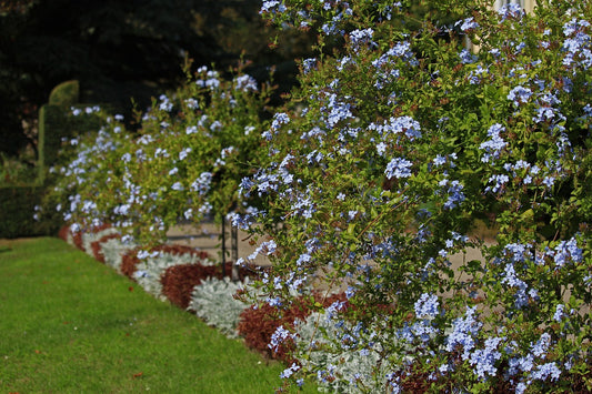 Plumbago auriculata 120-160 cm - Chinesischer Bleiwurz - Pflanzen für garten oder terassen