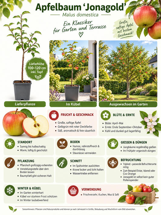 Apfelbaum ‘Jonagold’ 100–120 cm – Malus domestica | Aromatischer Winterapfel für Garten, Terrasse & Obstwiese