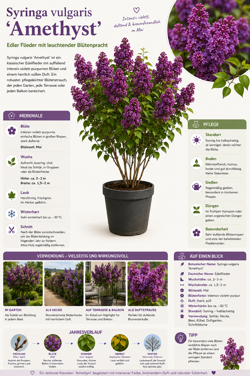 Syringa vulgaris Amethyst Flieder ca 100 cm Edel Flieder Duftflieder Gartenpflanze Blütenstrauch