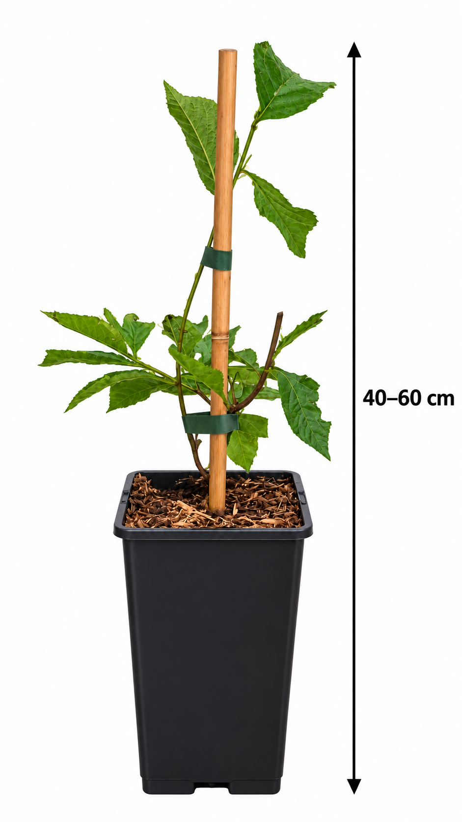 Filzkirsche ‘White Ninja’ – Prunus tomentosa – winterharter Obststrauch mit weißen Kirschen – 40–60 cm inkl. Topf