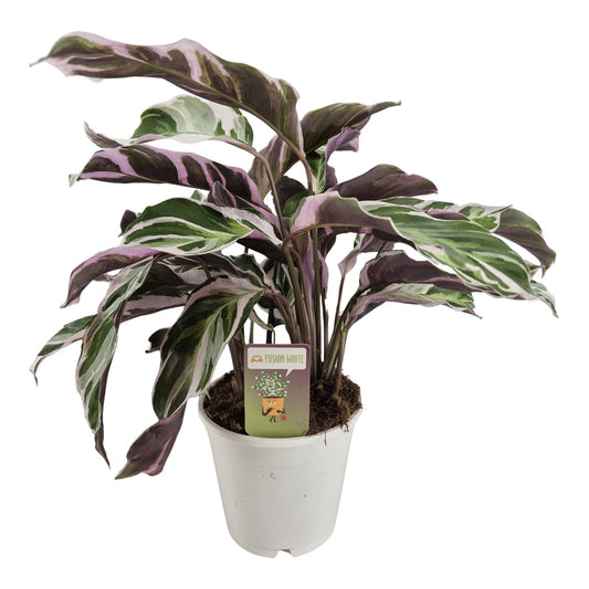 Calathea Fusion White 40-60 cm - Korbmarante - Grünpflanze - Zimmerpflanze - Haustierfreundlich