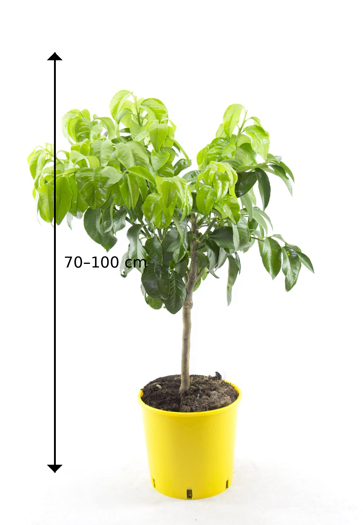 Citrus Paradisi (Grapefruitbaum) 70–100 cm – Pompelmusen Pflanze kaufe –  Blumen-Senf®