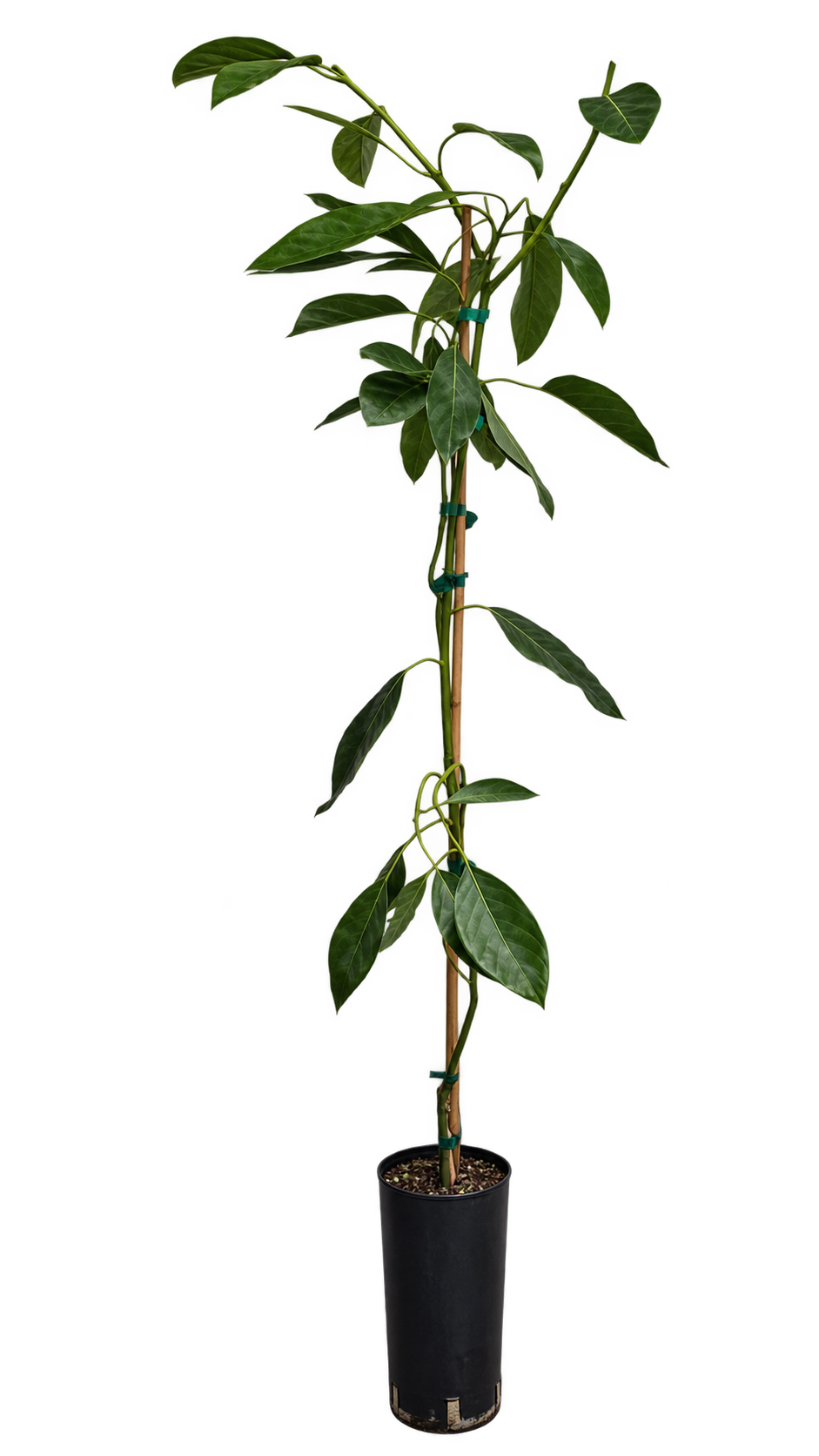 Avocadobaum ‘Reed’ – Avocado-Pflanze (Persea americana) für Kübel, Terrasse & Wintergarten – 150–200 cm inkl. Topf