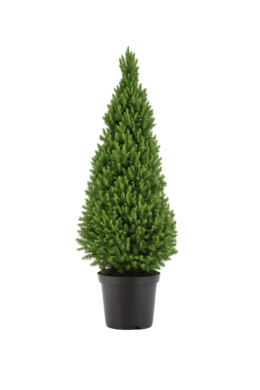 Zuckerhutfichte ‘Conica’ ca. 50 cm – Picea glauca, immergrüne Zwergfichte für Garten, Balkon & Kübel