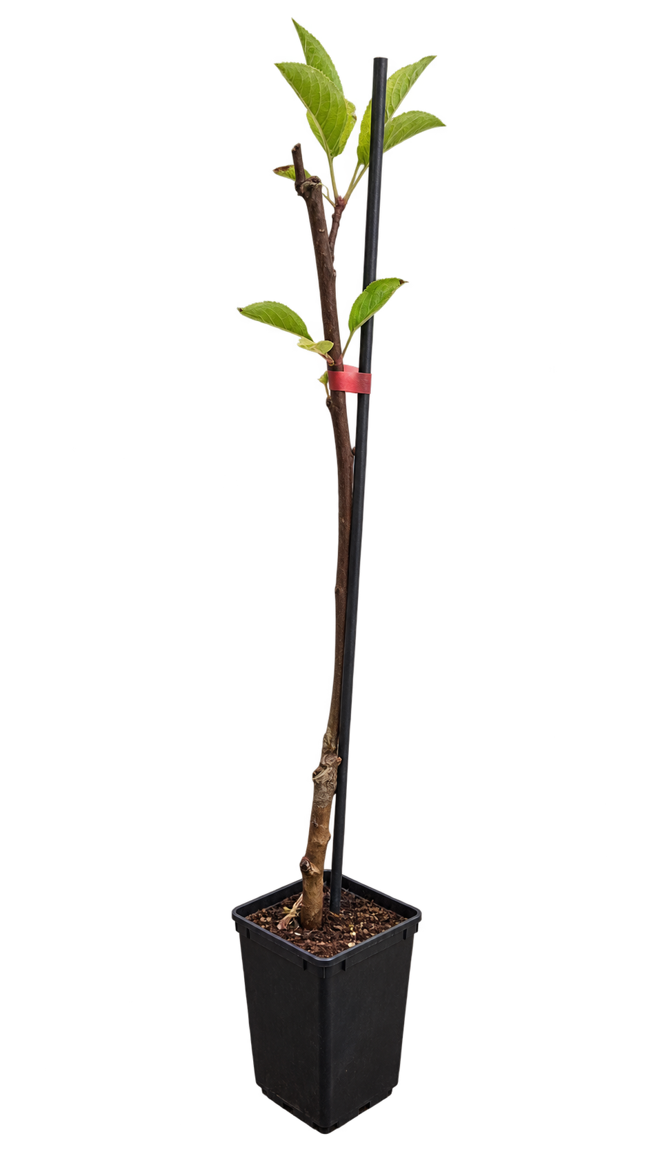 Säulenapfel ‘Braeburn’ – Apfelbaum für Garten, Balkon & Terrasse – ca. 60 cm inkl. Topf – Malus domestica