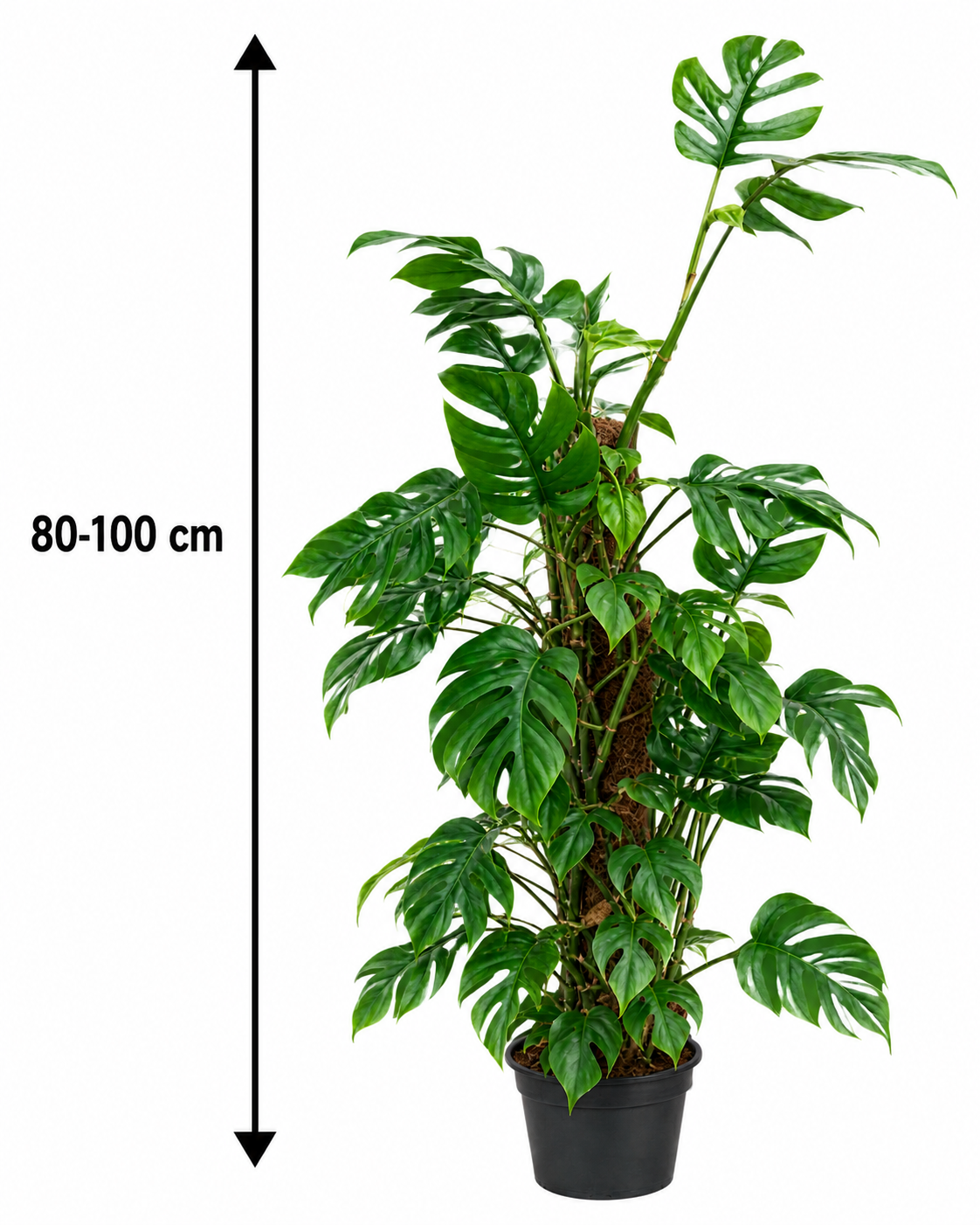 Rhaphidophora tetrasperma 80–100 cm – Mini Monstera, Fensterblatt & tropische Kletterpflanze