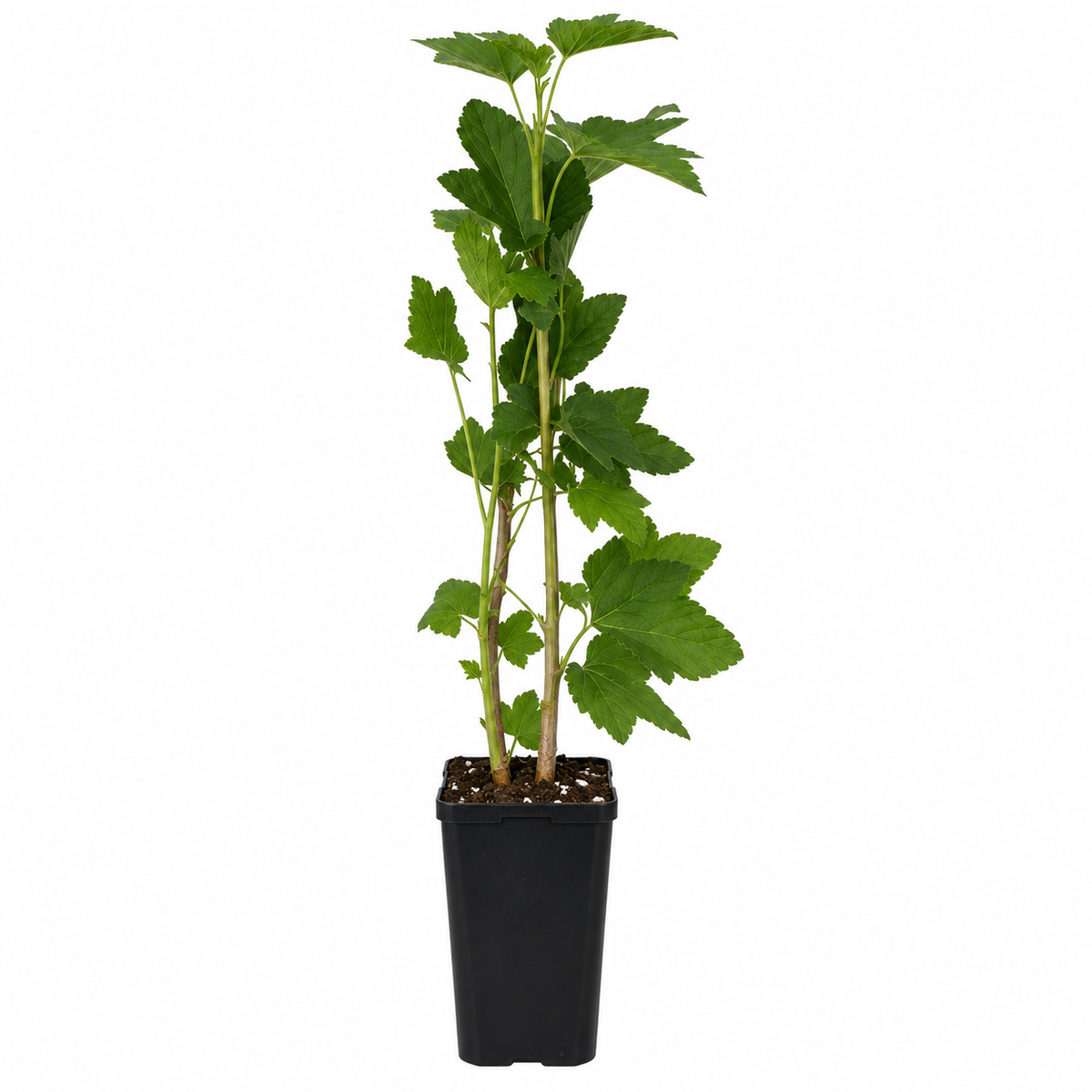 Schwarze Johannisbeere ‘Titania’ 60–70 cm – Ribes nigrum, robuste Beerenpflanze für Garten und Kübel