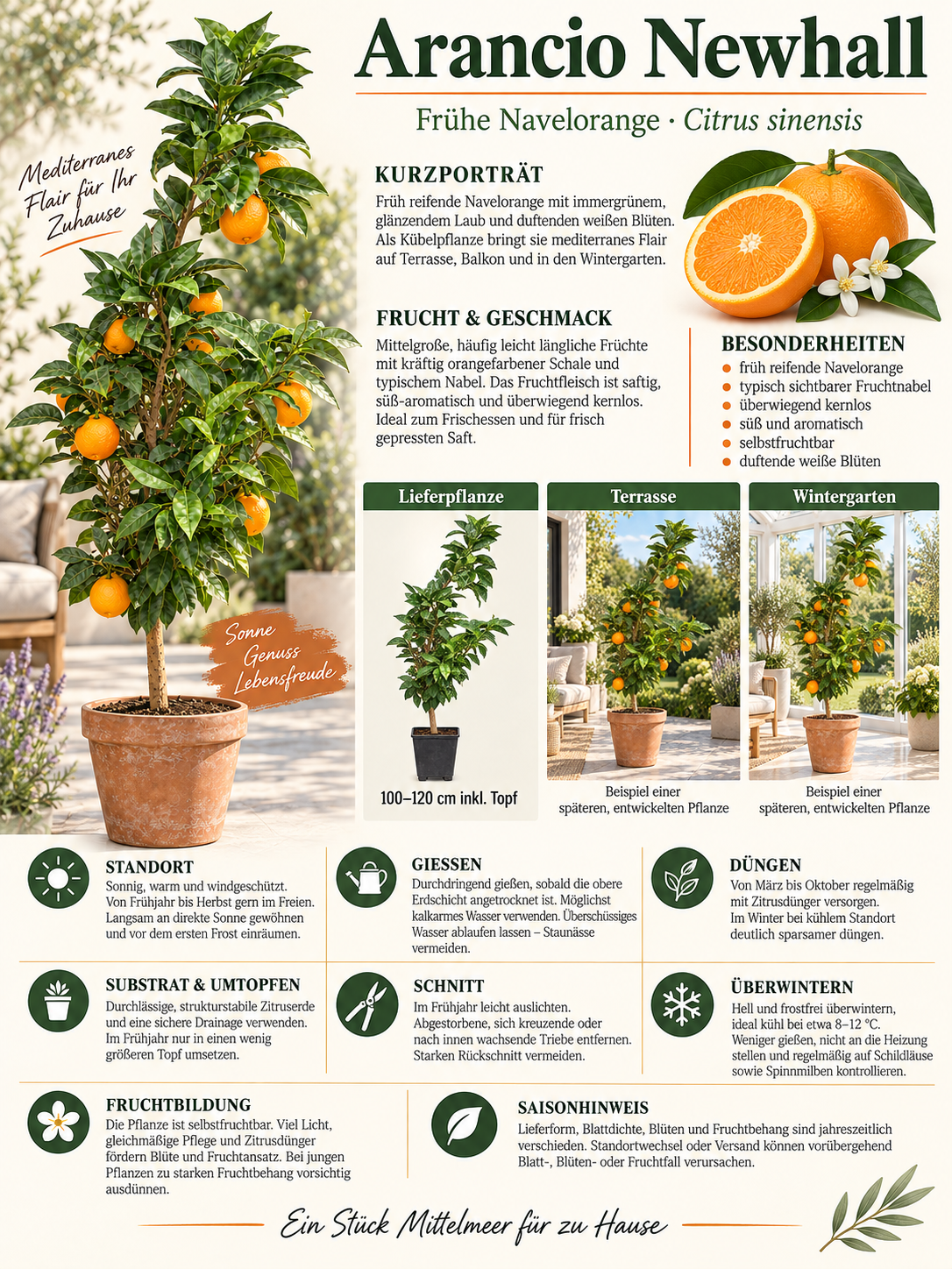Arancio Newhall Navelorange 100–120 cm – Citrus sinensis Orangenbaum für Terrasse und Wintergarten