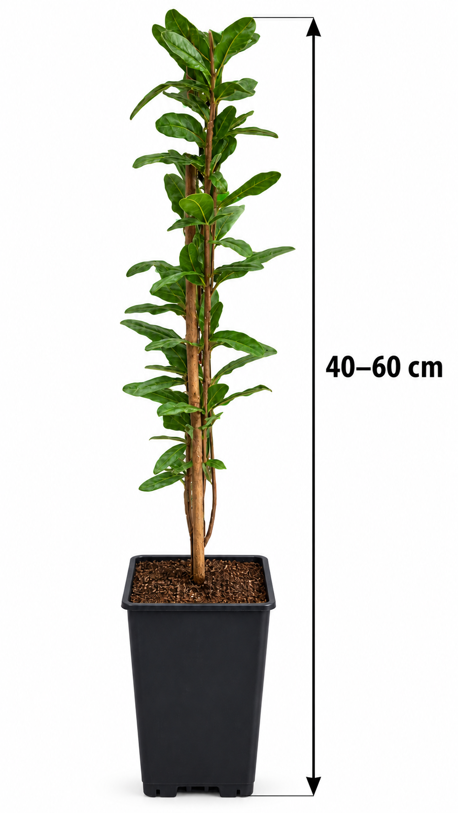 Granatapfel ‘Haku Botan’ – Punica granatum – weiß blühender Granatapfelstrauch für Terrasse & Kübel – 40–60 cm inkl. Topf