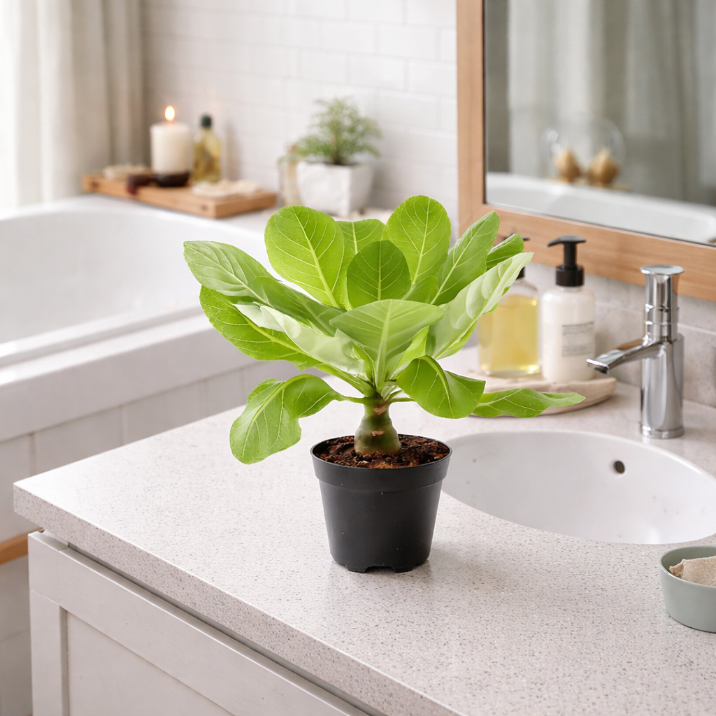 Hawaii Palme Brighamia Insignis ca 40 cm – Vulkanpalme Zimmerpflanze exotisch im 12 cm Topf