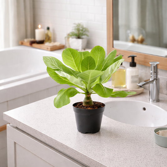 Hawaii Palme Brighamia Insignis ca 40 cm – Vulkanpalme Zimmerpflanze exotisch im 12 cm Topf