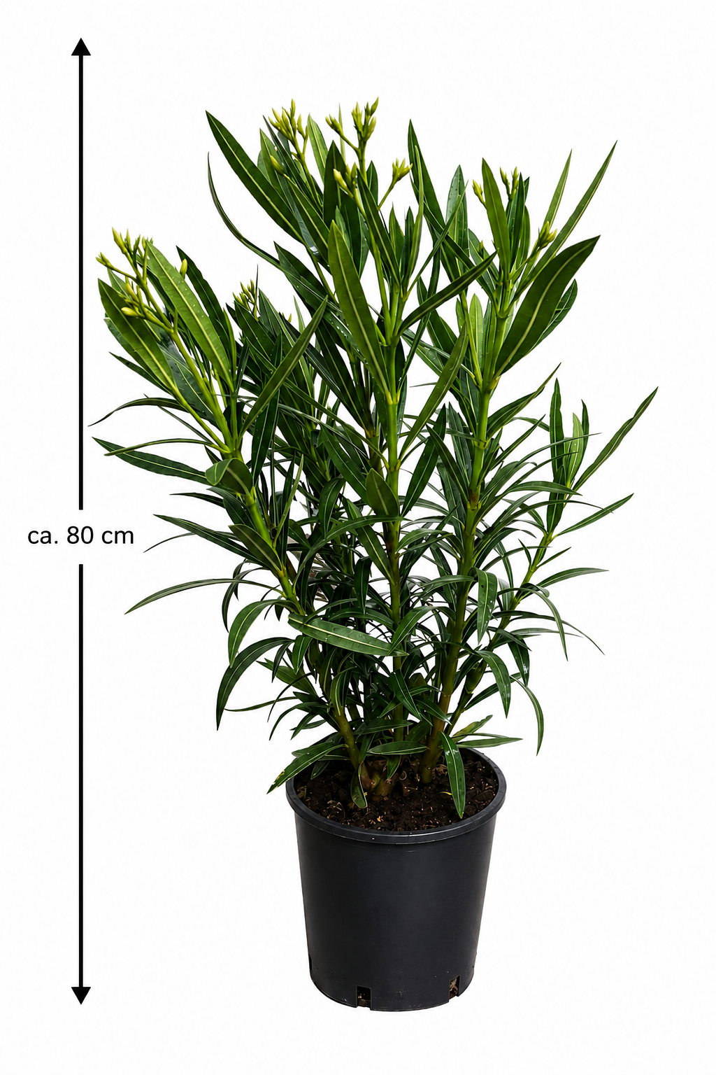 Nerium Oleander Bianco Semplice Weißer Oleander Mediterrane Kübelpflanze ca 80 cm