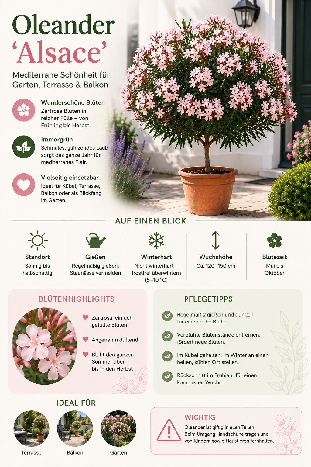 Oleander Stämmchen 'Alsace' (Nerium oleander) 120–150 cm inkl. Topf – Mediterraner Rosenlorbeer Wintergarten Kübelpflanze Blühpflanze