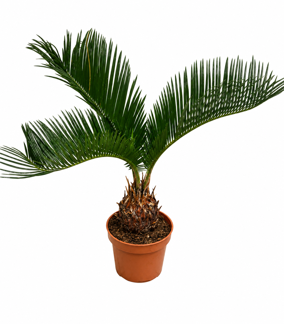 Palmfarn (Cycas revoluta) 30–40 cm – Japanischer Palmfarn mit 5–10 cm Knolle – exotische Zimmer- & Kübelpflanze
