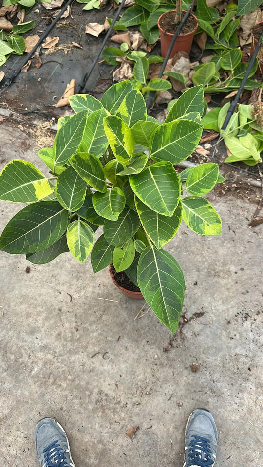 Ficus elastica variegata „Altissima“ – Gummibaum Stämmchen 80–100 cm | Exklusive Zimmerpflanze mit dekorativen panaschierten Blättern