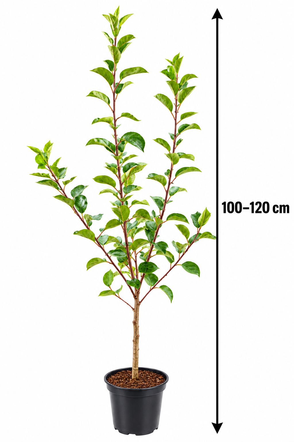 Apfelbaum ‘Cox Orange’ 100–120 cm – Malus domestica ‘Cox’s Orange Pippin’, aromatischer Gartenapfel & Obstbaum