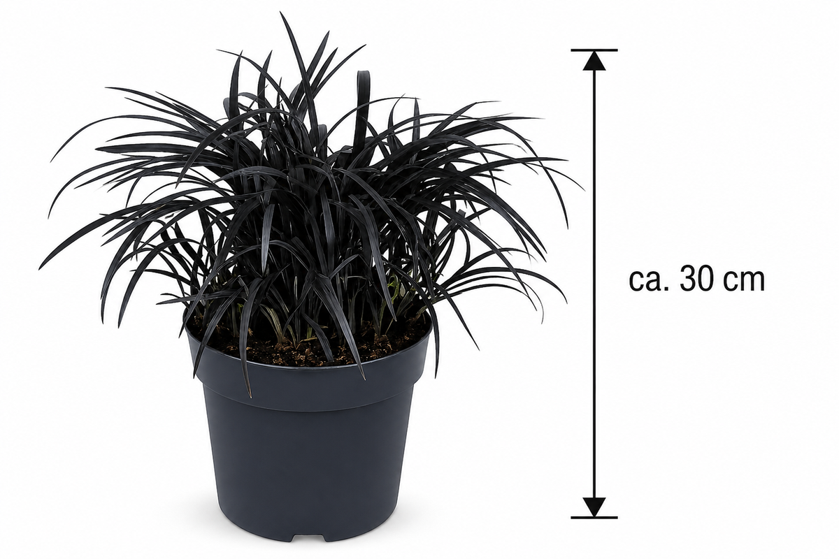 Ophiopogon planiscapus ‘Niger’ ca. 30 cm – Schwarzer Schlangenbart, immergrüner Bodendecker und dekoratives Ziergras