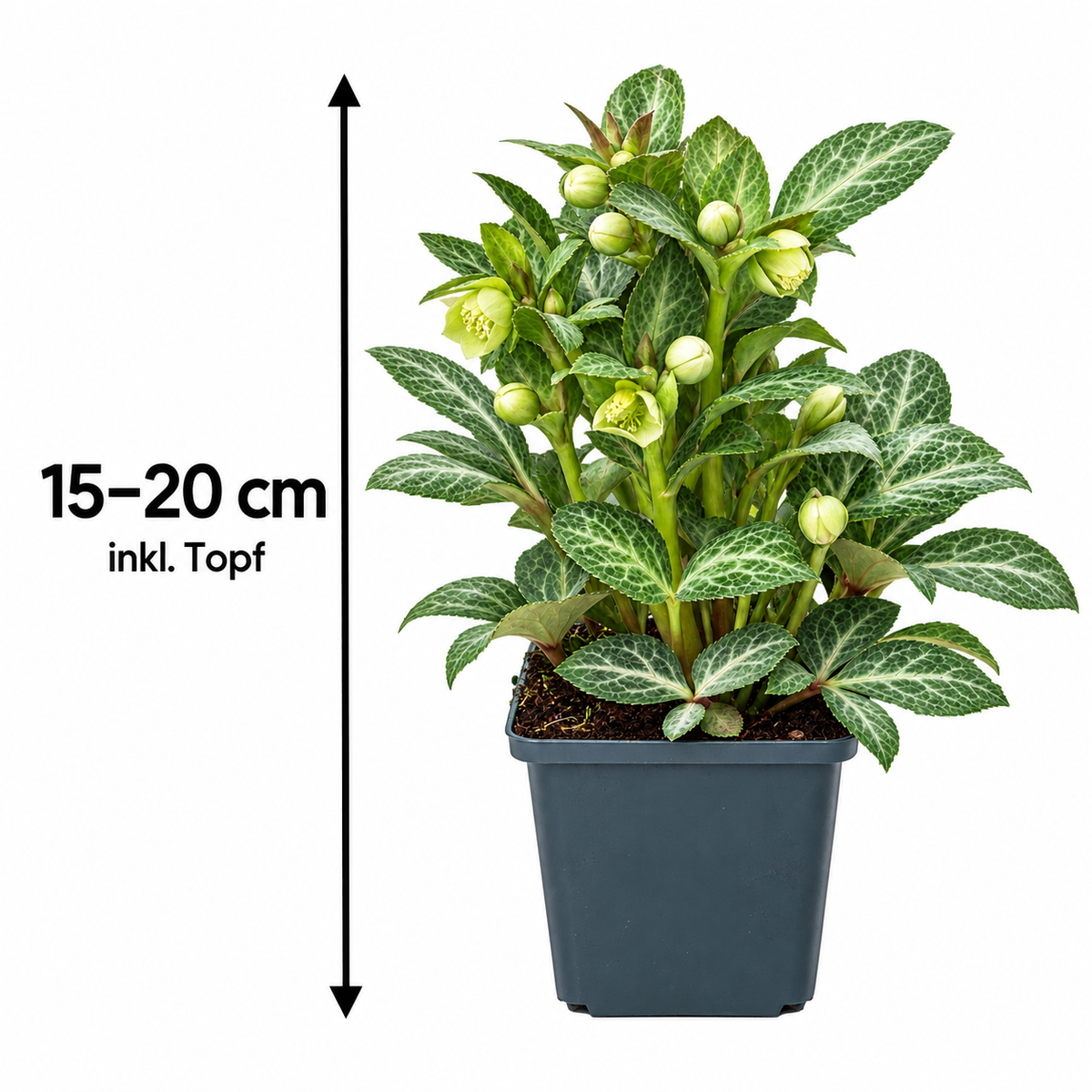 Helleborus lividus ‘Purple Ear’ – Mallorquinische Nieswurz mit marmoriertem Laub für Terrasse & Kübel – 15–20 cm inkl. Topf