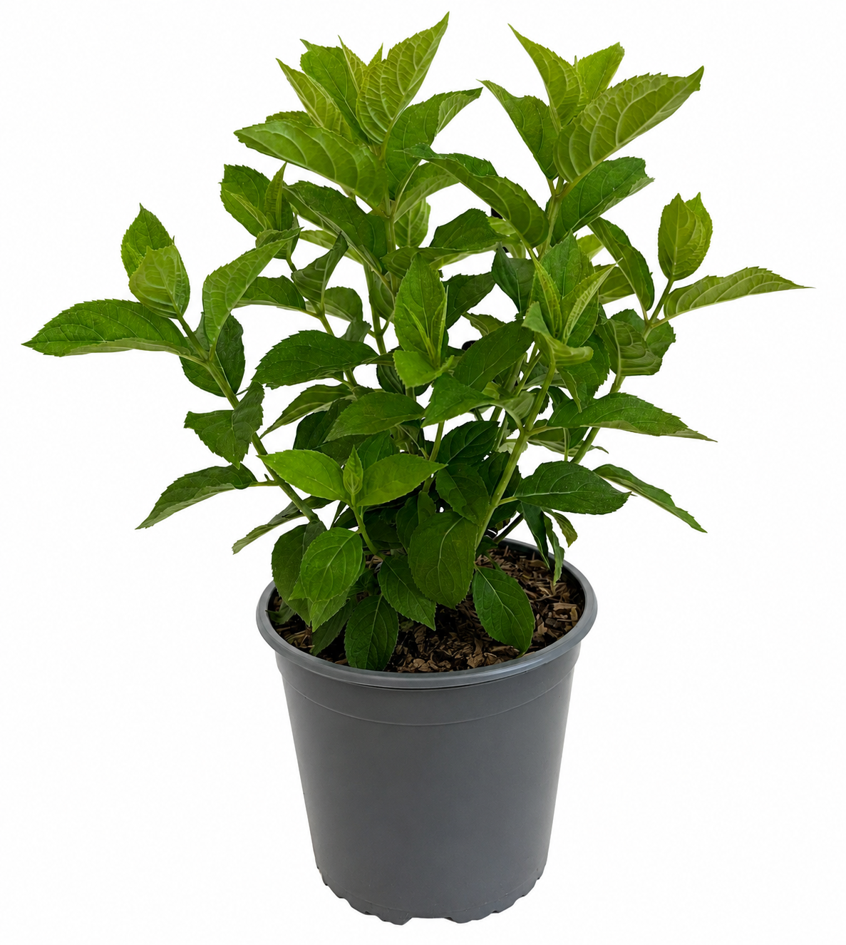 Rispenhortensie Limelight – Hydrangea paniculata im 2-Liter-Topf – winterharte Gartenhortensie