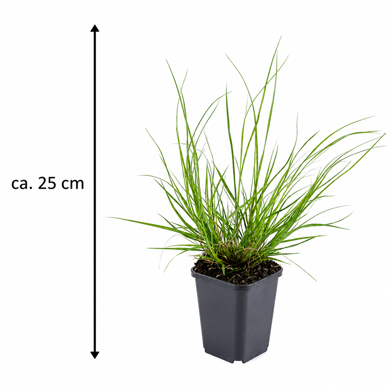 Pennisetum alopecuroides Hameln 0,5L – Lampenputzergras – winterhartes Ziergras für Garten, Beet & Kübel