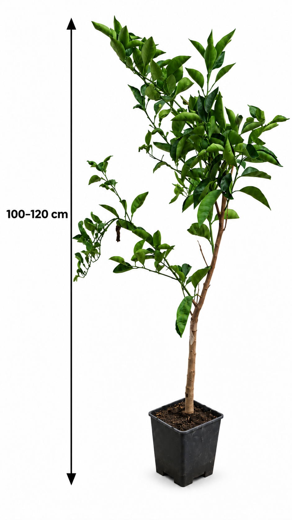 Tarocco Scirè Blutorange 100–120 cm – Citrus sinensis, sizilianischer Orangenbaum