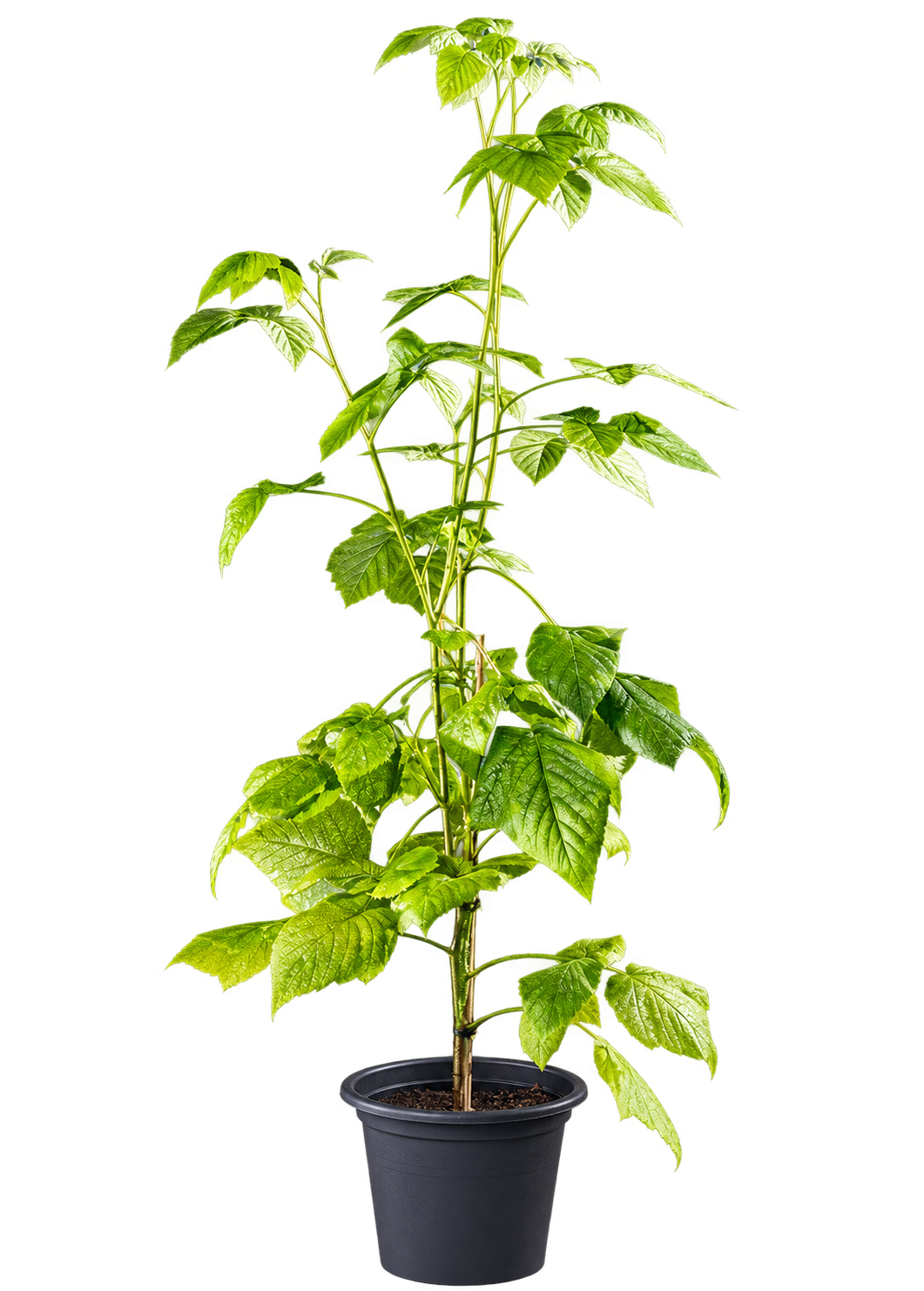 Himbeere ‘Valentina’ – Gelbe Sommerhimbeere | Rubus idaeus ‘Valentina’ | Beerenstrauch 50–70 cm im Topf