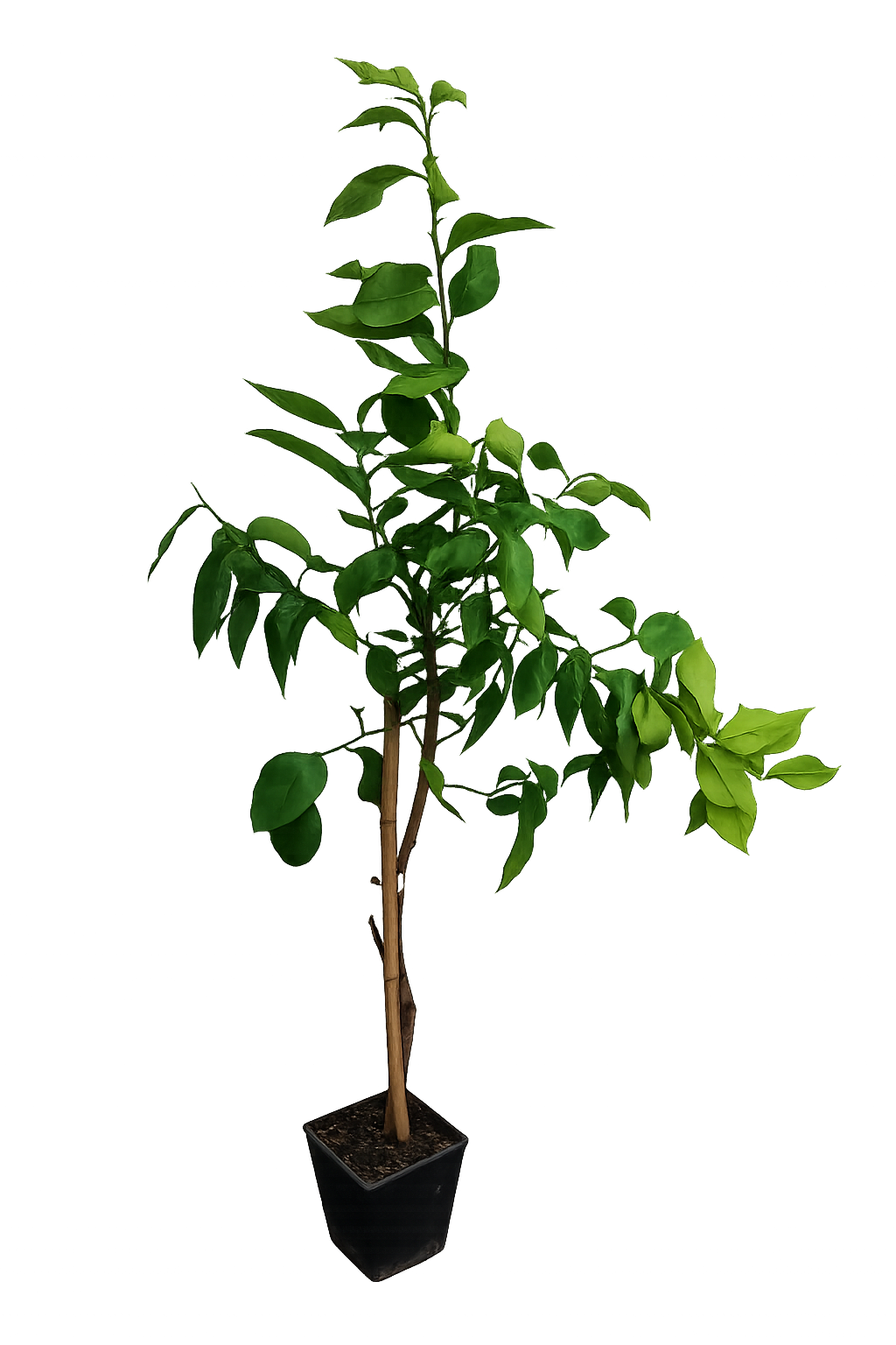 Kafrová limetka 140-180 cm Citrus Hystrix Kafrová limetka Kafrová limetka Papeda Combava