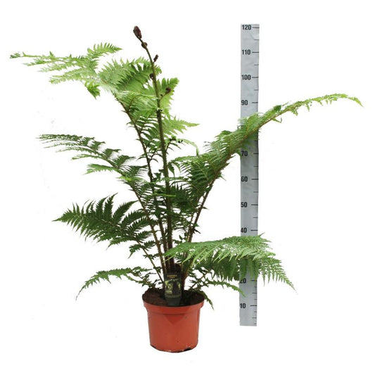 Australischer Baumfarn „Cyathea Australis“ – ca. 120 cm hoch inkl. Topf | Schnellwüchsiger Zimmerfarn & Exot für Garten, Wintergarten & Terrasse