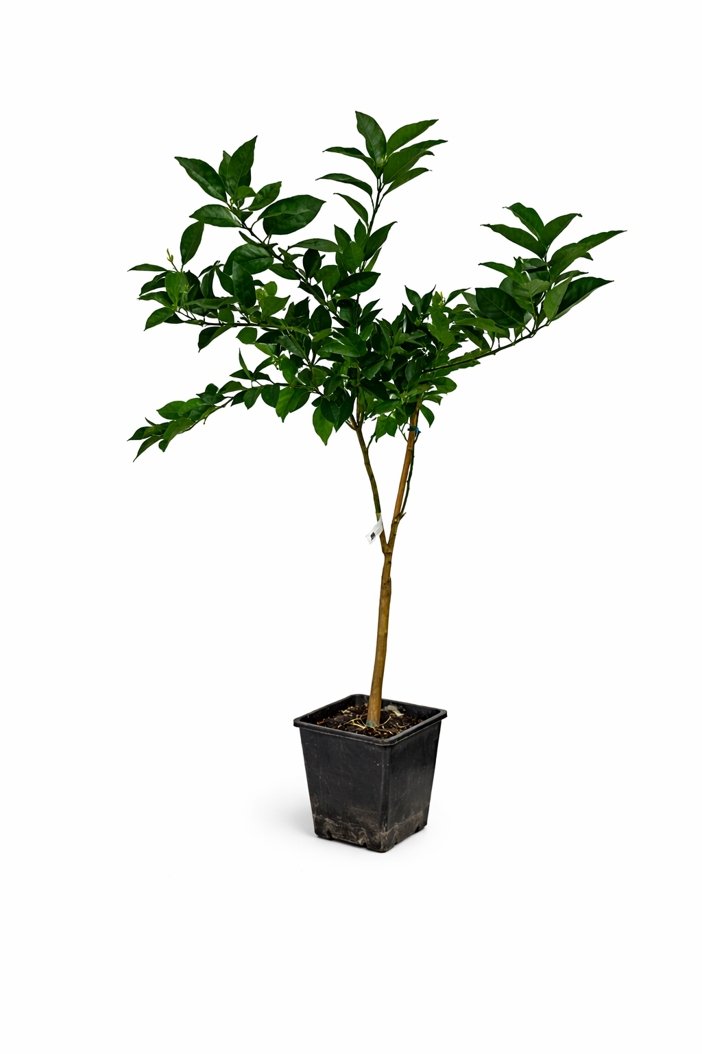 Citrus sinensis ‘Navelina’ – Navelorange Orangenbaum 120–140 cm –  Immergrüner Zitrusbaum für Terrasse & Wintergarten