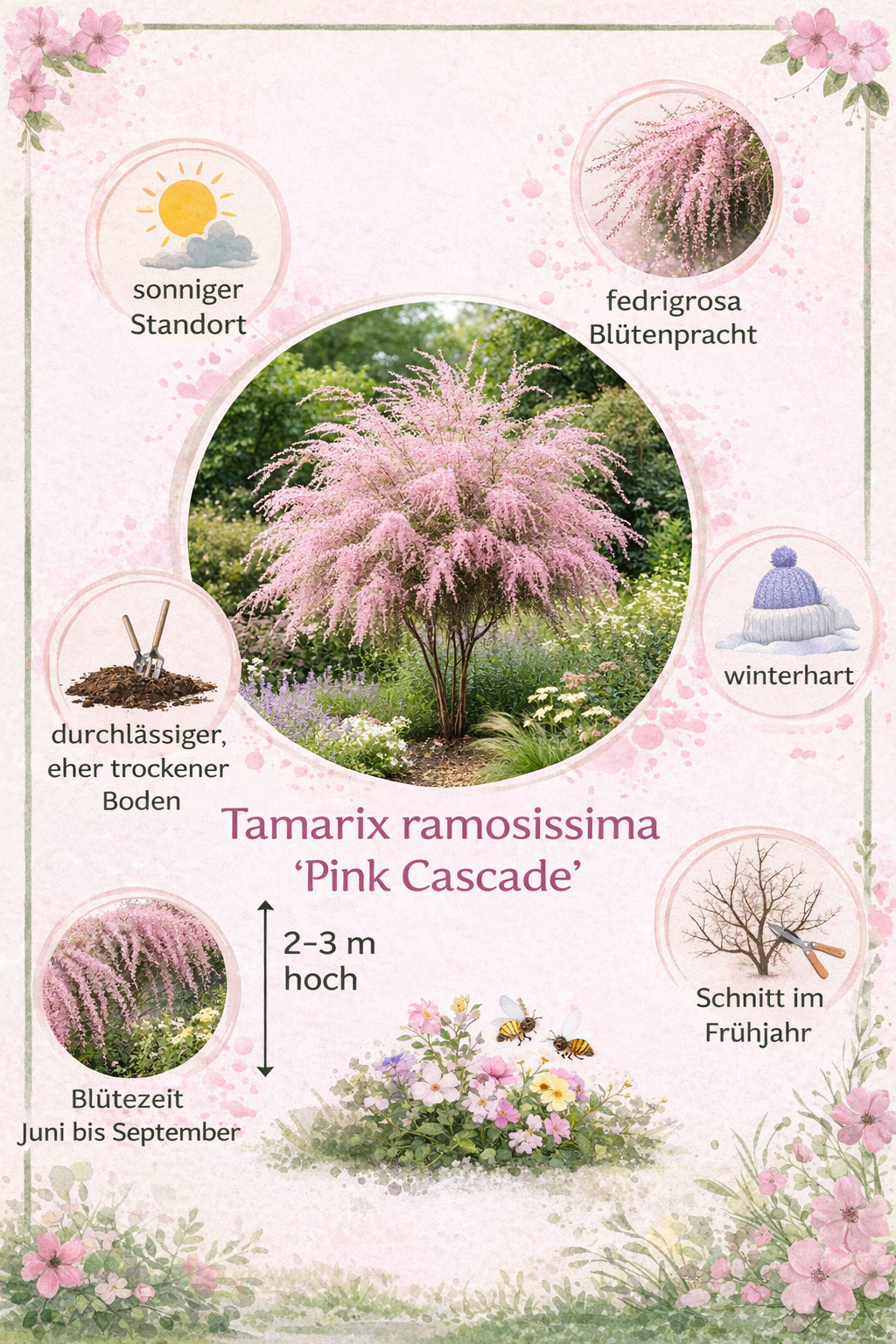 Tamariske Pink Cascade 40–60 cm – Tamarix ramosissima Zierstrauch winterhart rosa Blüten Topf 19 cm trockenheitsresistent